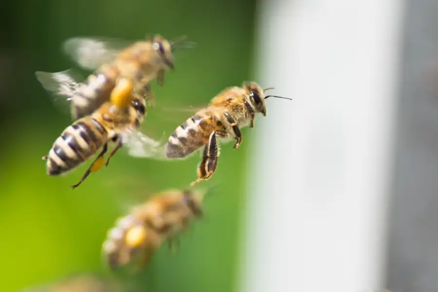 Abejas trabajando en un panal