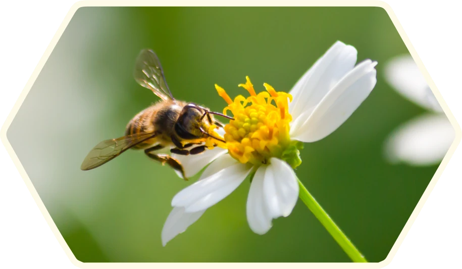 Imagen de una abeja y una flor