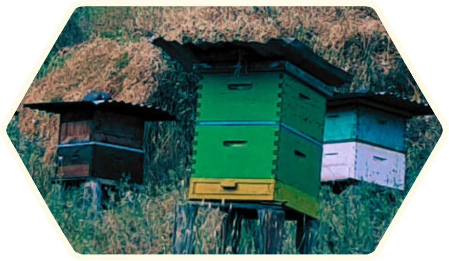 Imagen panales de abeja
