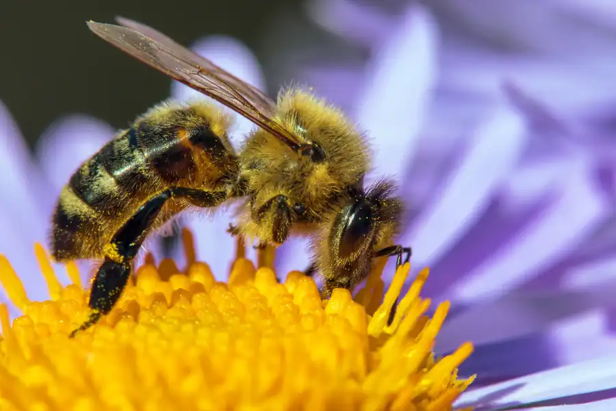 Abejas polinizando flores en un cultivo