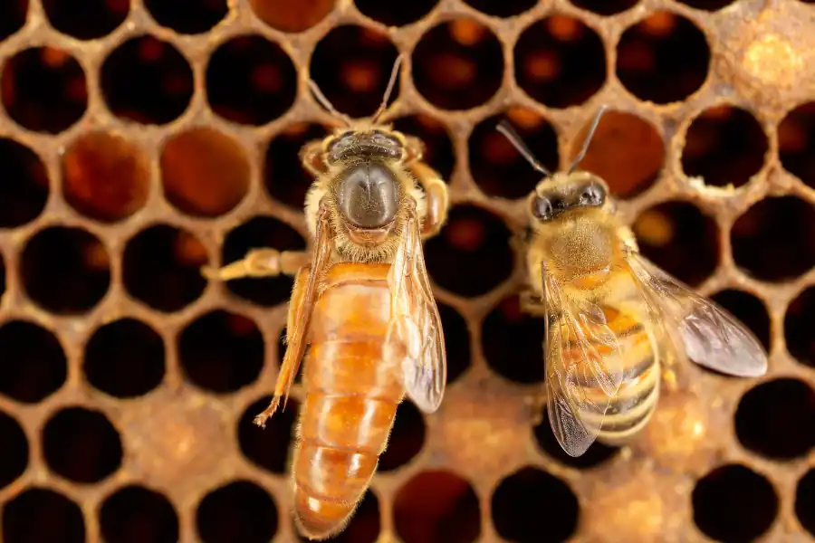 Abeja reina en una colmena